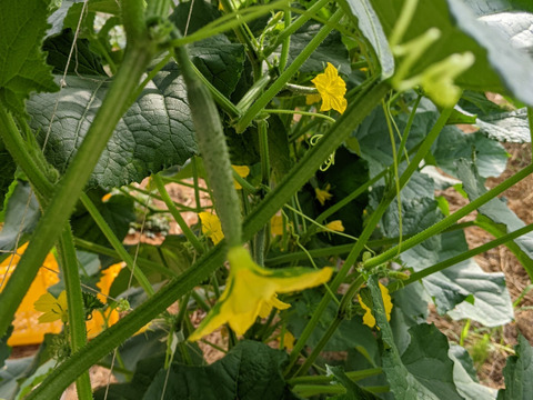 畑から直送→新鮮きゅうり2kg(15〜20本)