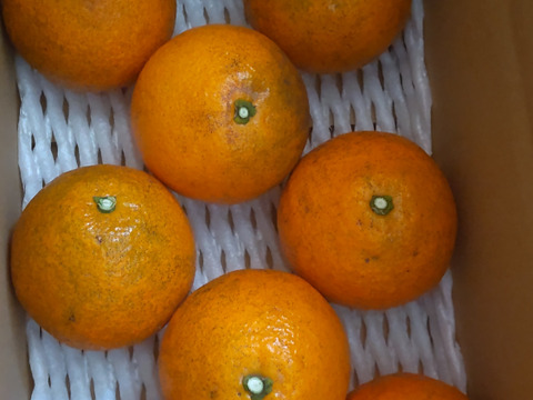 味良し香り良し「愛媛伊予柑」