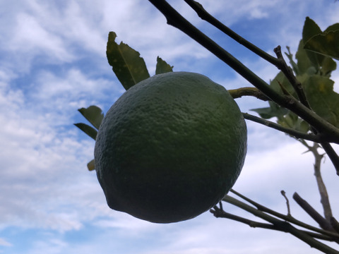 鹿児島県産「グリーンレモン」「シークワーサー」詰め合わせ 箱込み2kg