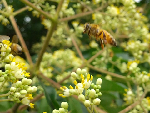 はまっちゃう!?ハーブのような蜂蜜~はぜ(600gビン) 和歌山・村上養蜂 ほんまもん生蜂蜜　非加熱