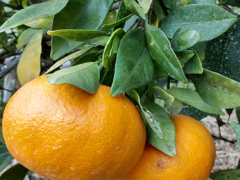 衝撃の甘さ「甘平約3㎏ 」「愛媛県産」