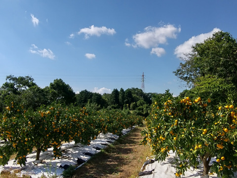 長崎の【完熟小粒】原口早生みかん(3kg)