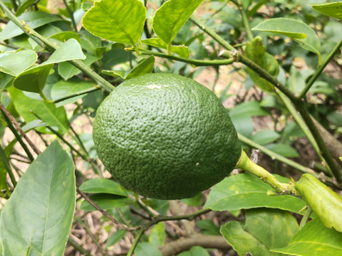 鹿児島県産「グリーンレモン」「シークワーサー」詰め合わせ 箱込み2kg