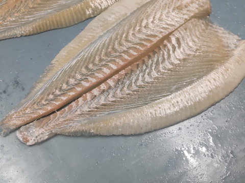 スライス済み！熟成ヒラメ