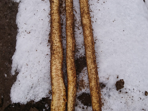 数量限定（２月末まで）！雪の中から、とろ～り熟成された゛雪中自然薯゛１ｋｇ（１～３本）