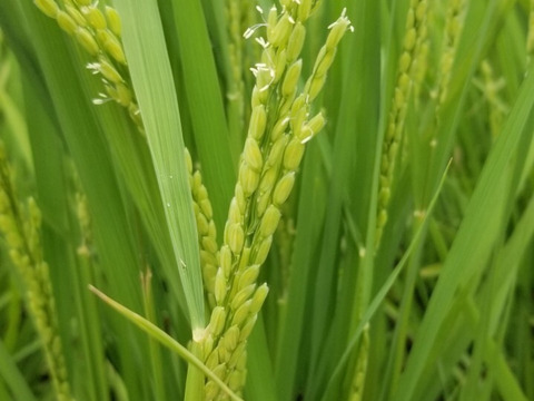 2025年 新米！ 愛媛県産 コシヒカリ  5kg　5,250円