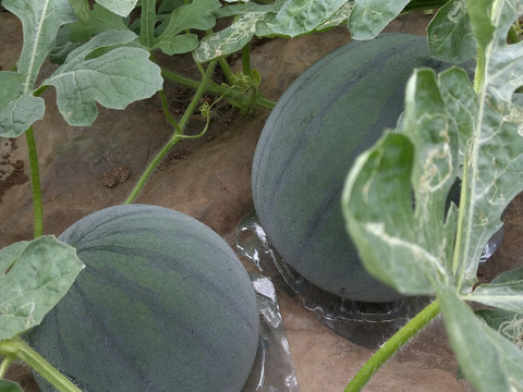 熊本　植木産　黒小玉西瓜【なつここあ1】1.8~2.0㎏1個