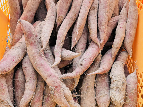 訳あり　小、中ｻｲｽﾞふくむらさき　10kg 農薬、化学肥料不使用