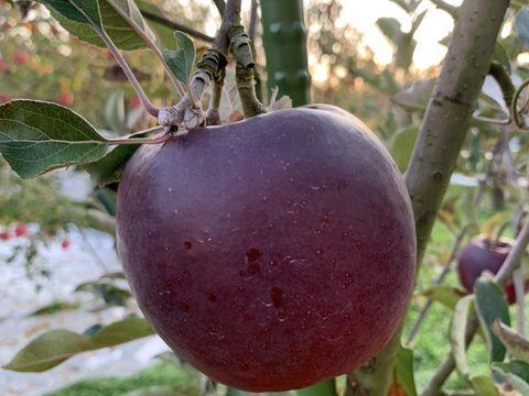 超希少高級りんご　葉取らずこうみつ　2キロ5-8入　蜜入チェック済！　すぐ発送‼️