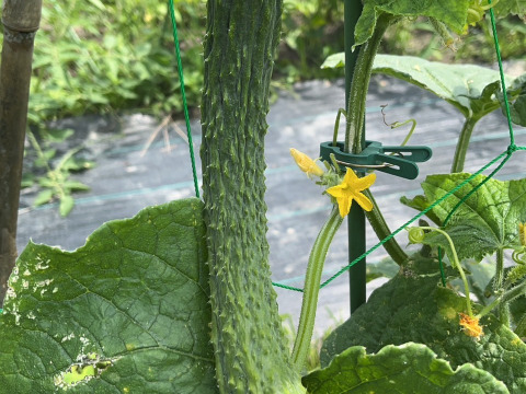 ズッキーニ　野菜　農薬不使用　農家直送 淡路島 自然栽培 固定種 ズッキーニ】2キロ 無肥料 農薬不使用