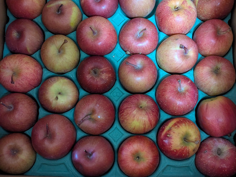 ふじ　10キロ　本当の加工用りんご　 ジャム、ジュース、コンポート用　36～46玉