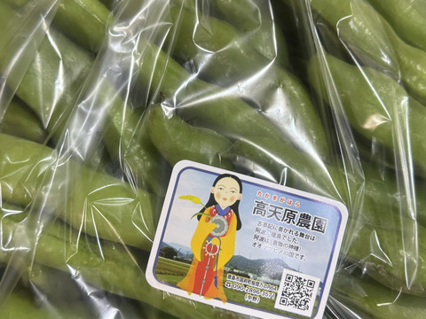 訳あり、収穫終盤、旬の天豆(そら豆)