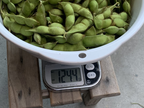 今年最終　京丹波産　黒枝豆　採れたて　たっぷり1.5キロ　自然栽培