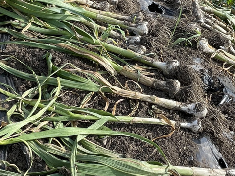 【期間限定】掘りたて！『四国カルスト大野ヶ原産の生にんにく白玉王』サイズは(小から大)土付き 3玉