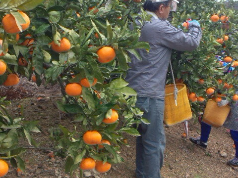今季限定！三ヶ日ひづる（2L3L）早生大物くん
