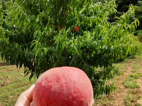 おどろき3kg【自宅用】訳あり品🍑希少種&激レア桃🍑朝採り🍑数量