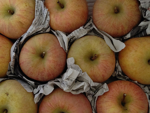 まるせい果樹園のりんご　訳あり　おまかせ　3kg　自家用　加工用　(6～15玉入り)　玉数指定不可 or2