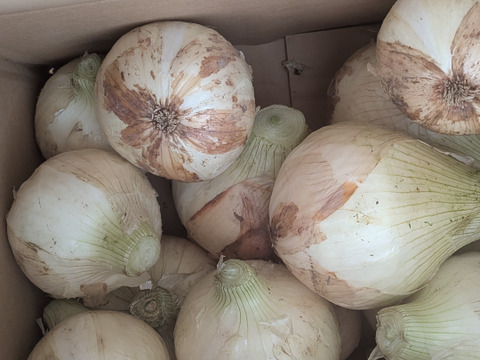 淡路島　 新玉ねぎ！3ｋｇ✖️2箱　　みずみずしく、柔らか〜い！【ひょうご安心ブランド認証】特別栽培