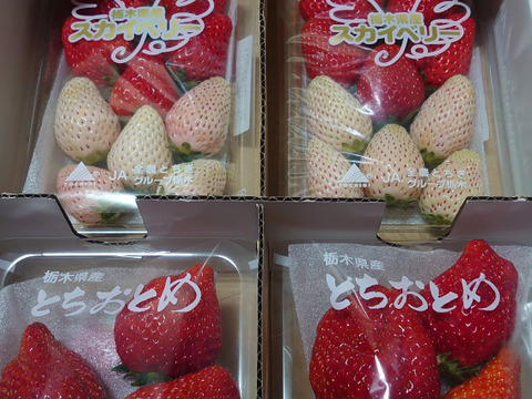 とちおとめとスカイベリーの食べ比べセット
【いちご食べ比べ】