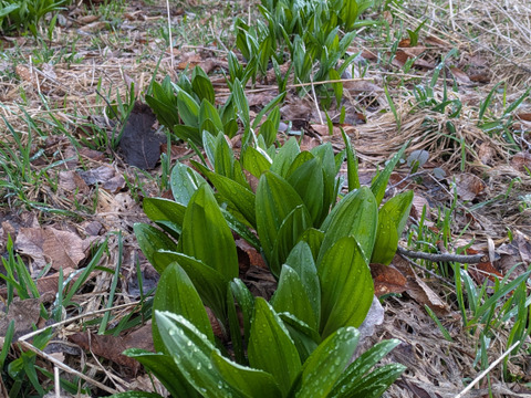 春限定山菜の王様】 北海道産行者ニンニク300g】：北海道産の