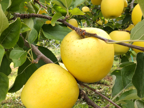 赤と黄色の2品種セット！やまたか農園の「サンふじ」と「シナノゴールド」 (秀品) 内容量3㎏