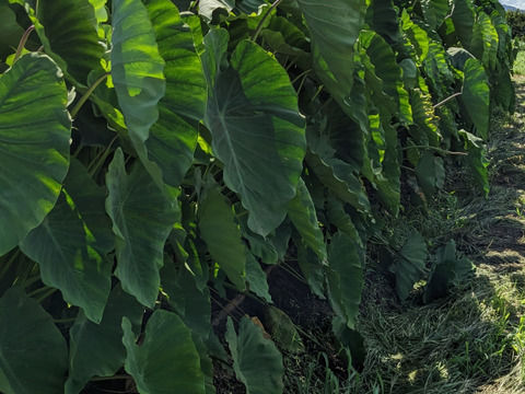 茨城名産おいしい 里芋　１.８キロ　【おでん、けんちん、芋煮、煮物】　ほくほくねっとり旨い！