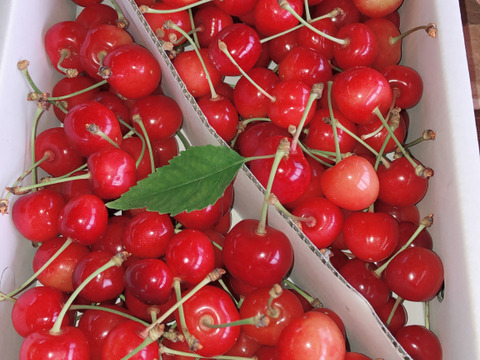 ★山形さくらんぼの産地東根市より初夏の味わい★～朝摘み～のもぎたて★さくらんぼ★佐藤錦★　ご家庭用　約１ｋｇ　ご家族でいかがですか？