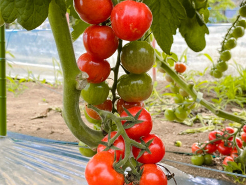 【ひんやり屋】【期間限定でおまけ付き】見た目も味も可愛い！甘ーいプチぷよ！