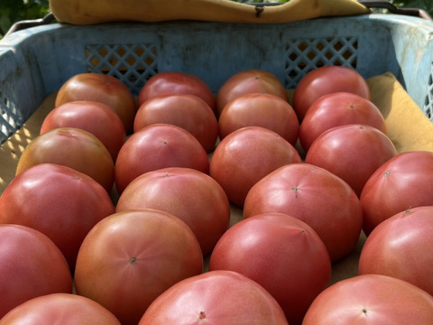 美味さの秘訣は【土耕栽培】にあり！　まーくんトマト　秀優品　八百結び農法　大玉トマト