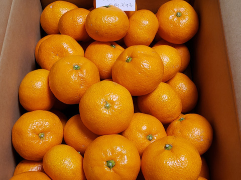 愛媛県産　温州みかん・南柑20号　ご家庭用5ｋｇ（箱込）