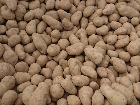 超熟成 5ヶ月 北海道しれとこ斜里産 メークイン 北海道産 食べチョク 農家 漁師の産直ネット通販 旬の食材を生産者直送