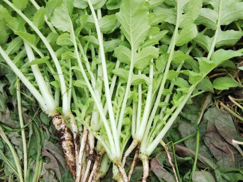 【地球に合わせる❗️ 気候変動をいきる】
野菜セット
耕さない22年 プラスチックマルチフリー 草とともに賑やかな畑から