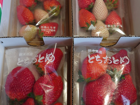 とちおとめとスカイベリー、白いちごの食べ比べセット
【いちご食べ比べ】