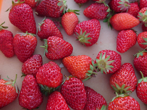 乾燥いちご　
ゆめのか　噛めば噛むほど甘い