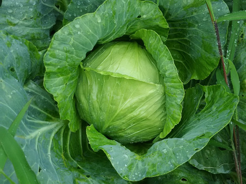 🐶🐶ワンちゃんのための手作り野菜セット🐶🐶🐾毎日パワー定期便🐾農薬と化学肥料を使わないで育てた野菜🥕🥦🍅✨✨✨