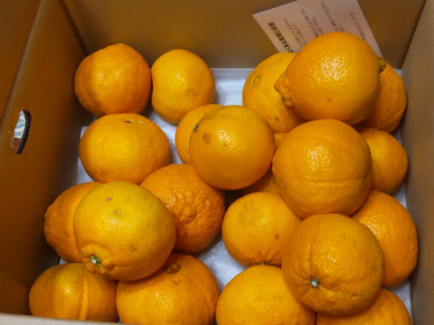 【高級柑橘】デコ（不知火）5㎏ （Ｌ～ＬＬ玉)