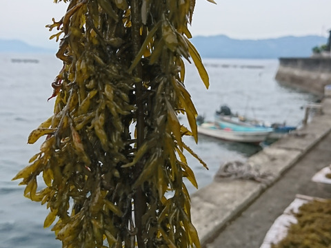 鉄釜が引き出す「黒」と「食感」！
『島鹿尾菜』しまひじき／柔め（50g）