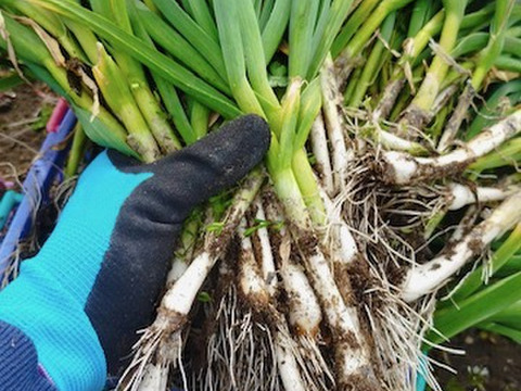 農薬不使用 葉ニンニク 石川県産 10束/約1000g