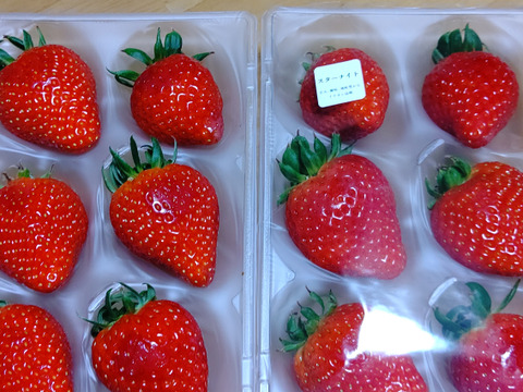 甘くて濃厚！スターナイト２P　お得なご家庭用！　（230g×2p）