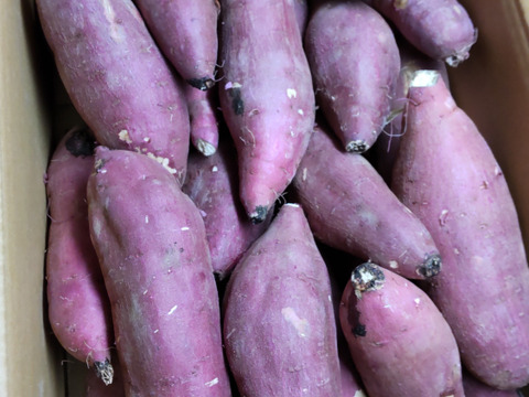 ねっとり甘い！熟成紅はるか　Mサイズ　5kg さつまいも