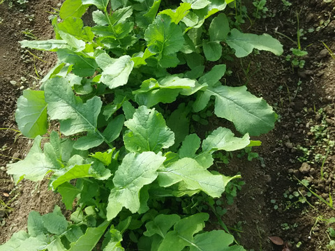 たっぷり大根葉🌱🌱【数量限定🌶️🌶️】 子供に食べさせたいばぁばのものすごい野菜😋🍙🥕