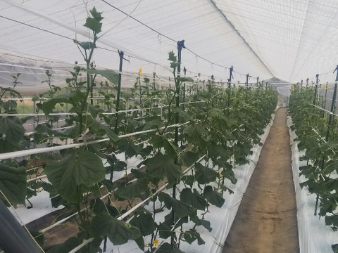 【夏ギフト】【朝採り きゆうり】 10kg詰め合わせ