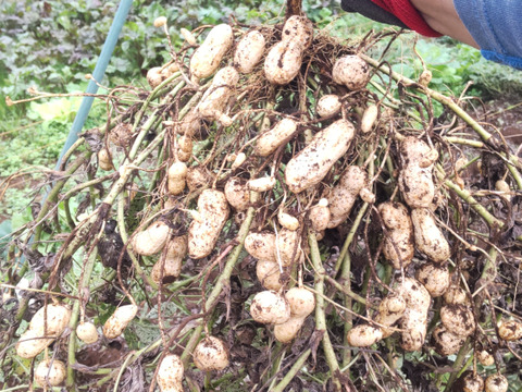色付きゆで用落花生「はついろ」宅急便コンパクトいっぱい