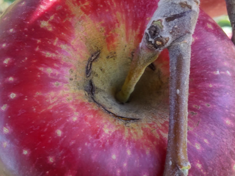 【訳あり　シナノホッペ3ｋｇ　割引　11／3終了】サンふじの血を引く信州オリジナル新品種。潤沢な蜜入りに期待！