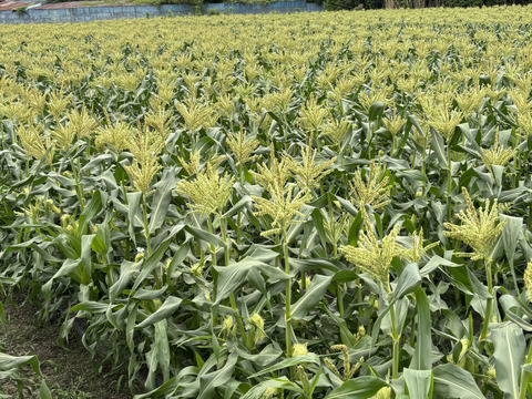 大きくて甘〜いとうもろこし　400g以上 A2Lサイズ