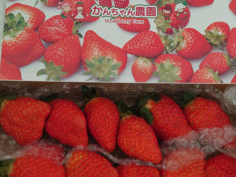 大粒!!新鮮朝採りいちご 愛媛県産 かんちゃん農園の甘いいちご 18-22粒入り 650g