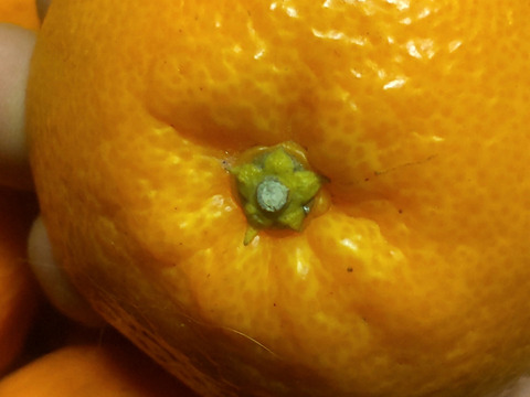 広島産柑橘はるみ　プチプチ弾ける食感　5kg