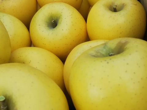 黄色いりんご「シナノゴールド」家庭用5キロ