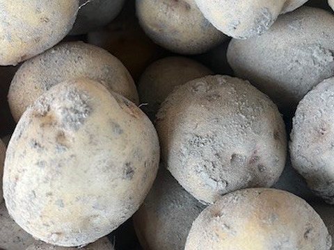 今が旬のおいしいじゃがいも　愛情たっぷりの「キタアカリ」３キロ　１個Ｌサイズ１１０ｇ～２Ｌ２２０ｇ