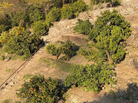 香りも味も！　皮も実も丸ごと使用したレモンパウダー　100g